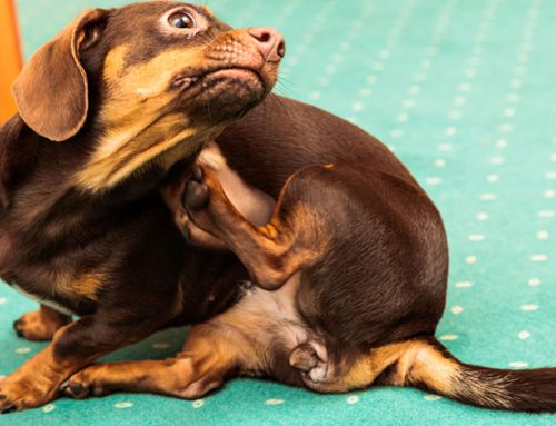 Are you Flea and Tick Savvy? Test your tick knowledge!