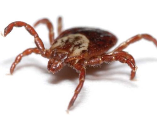 Ticks! How to protect your pets