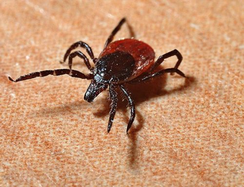 Ticks!