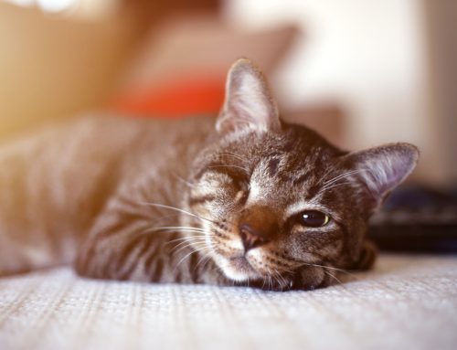Special Considerations for Special Pets: How to Help Your Specially-Abled Pet Live a Fulfilling Life