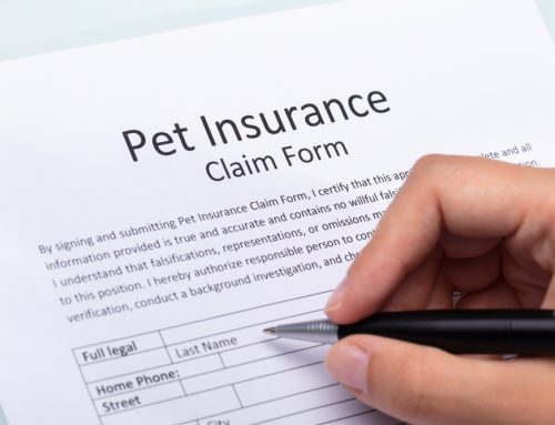 The Full Picture of Pet Insurance